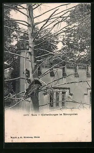 AK Bern, Kletterbaum vor dem Bärengraben