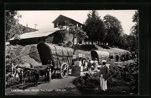 AK Ceylon, Carting Tea from Factory, Tee