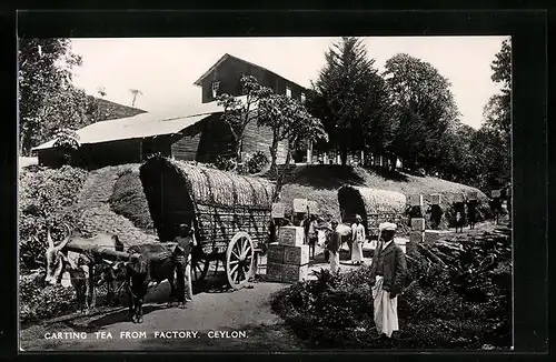 AK Ceylon, Carting Tea from Factory, Tee