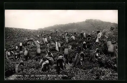 AK Ceylon, Plucking Tea, Teepflückerinnen bei der Arbeit