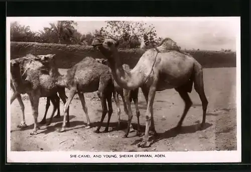 AK Aden, She-Camel and Young, Sheikh Othman