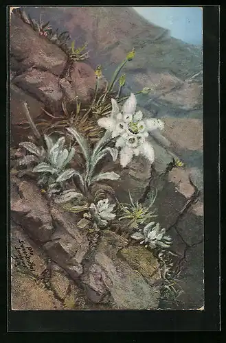 Künstler-AK Innsbruck, Innsbrucker Blumentag 1913, Edelweiss auf einem Felsen
