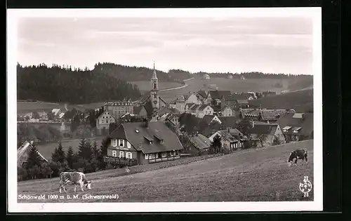 AK Schönwald /Schwarzwald, Teilansicht mit Kirche und weidenden Kühen