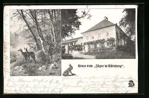 AK Linz, Gasthaus Jäger in Nürnberg, Rehe im Wald