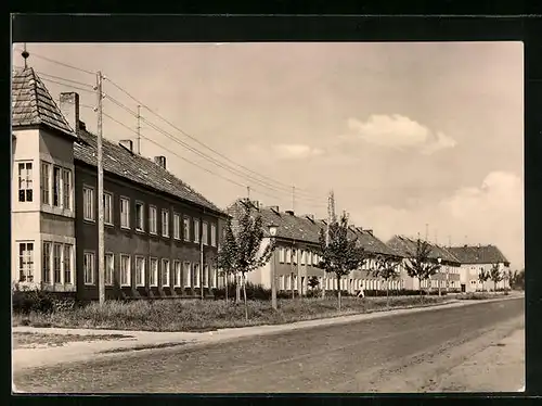 AK Gommern, Magedeburger Strasse mit Bäumen