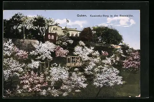 AK Guben, Kaminsky-Berg in der Baumblüte