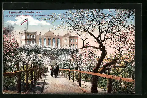 AK Werder /Havel, Baumblüte - Aufgang zum Gasthaus Bismarckshöhe