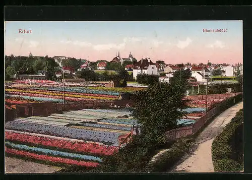 AK Erfurt, Ortsansicht mit Blumenfeldern
