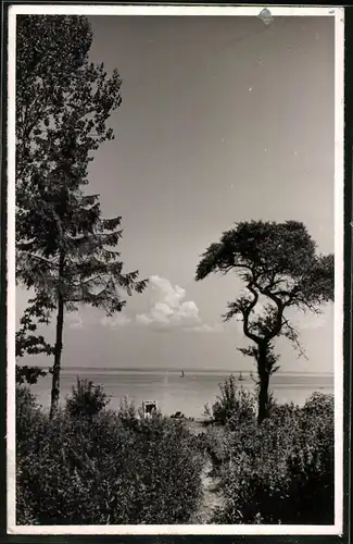 Fotografie unbekannter Fotograf, Ansicht Timmendorfer Strand, Bäume & Buschwerk in Strandnähe