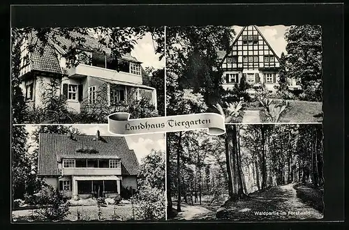 AK Iburg, T. W., Landhaus Tiergarten, Waldpartie im Forstwald