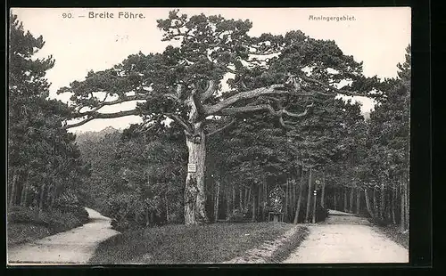 AK Mödling, Breite Föhre im Anningergebiet