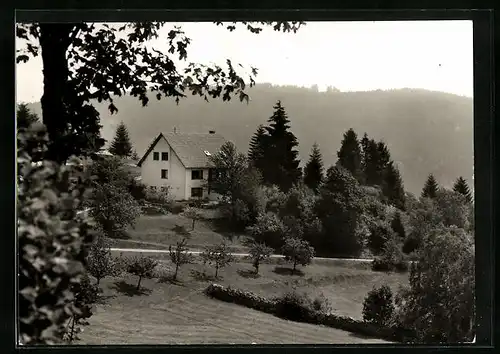 AK Dachsberg 2 /Urberg /Schwarzw., Pension Haus Monika in grüner Umgebung