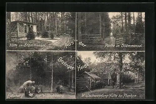 AK Planken /Letzlinger Heide, Wildschweinfang-Hütte, Fütterung der Wildschweine, Hütte im Stämmensol