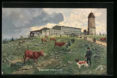 Künstler-AK Brocken, Kühe auf der Bergkuppe