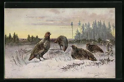 Künstler-AK M. Müller jun.: Rebhühner im Winter