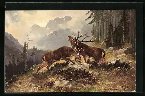Künstler-AK M. Müller jun.: Zwei Hirsche kämpfen um ihren Rang