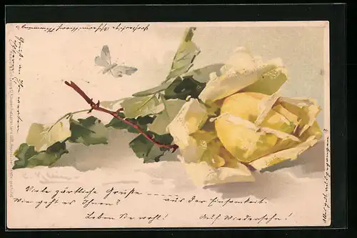 Künstler-AK Catharina Klein: Gelbe Rose mit Schmetterling