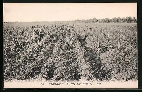 AK Saint-Amandais, Vignobles