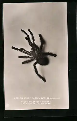 AK Vogelspinne aus dem Berliner Zoo