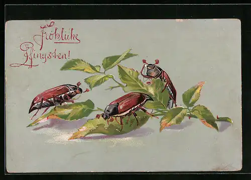 Künstler-AK Drei Maikäfer auf Rosenzweig - Pfingstgruss