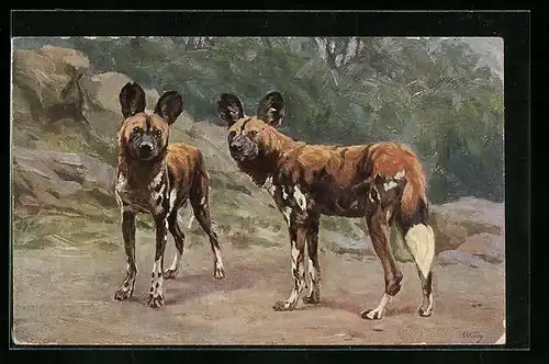 Künstler-AK Zwei afrikanische Hyanen-Hunde