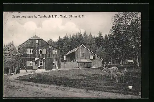 AK Tambach i Th. Wald, Nesselberghaus mit Rotwild