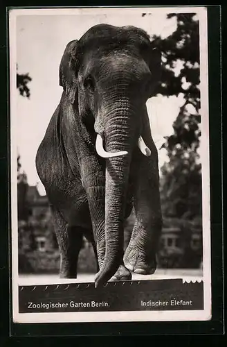 AK Indischer Elefant mit Stosszähnen im Berliner Zoo