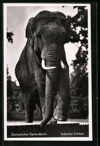 AK Indischer Elefant mit Stosszähnen im Berliner Zoo