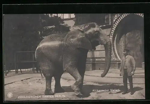 AK Afrikanischer Elefant mit Wärter im Berliner Zoo