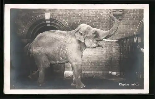 AK Trompetender indischer Elefant in einem Gehege