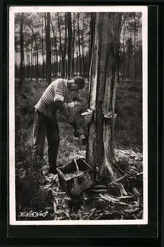 AK Mann beim Extrahieren von Baumharz