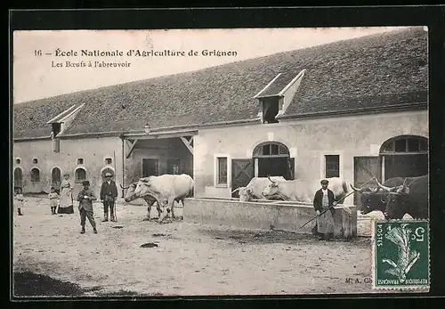 AK Grignon, École Nationale d`Agriculture, Les Boeufs à l`Abreuvoir