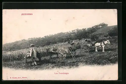 AK Juziers, Les Vendanges