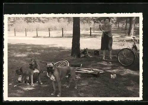 AK An liegendem Fahrrad angebundene Bulldoggen