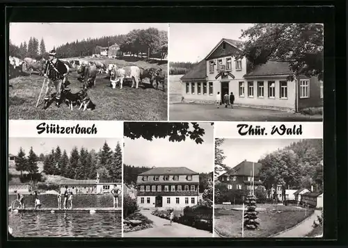 AK Stützerbach /Thür. Wald, Kuhherde am Auerhahn mit Berggasthaus