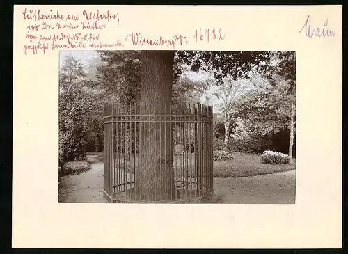 Fotografie Brück & Sohn Meissen, Ansicht Wittenberg, Luthereiche am Elstertor