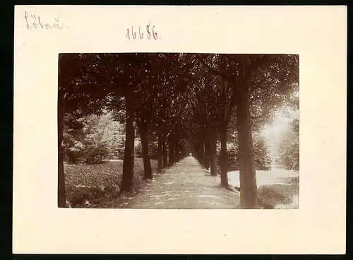 Fotografie Brück & Sohn Meissen, Ansicht Löbau, Allee am Löbauer Berg