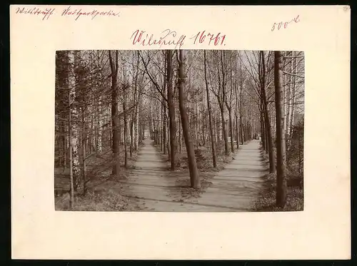 Fotografie Brück & Sohn Meissen, Ansicht Wilsdruff, Weggabelung im Stadtpark