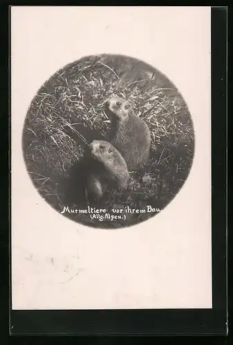 AK Zwei Murmeltiere vor ihrem Bau in den Allgäuer Alpen