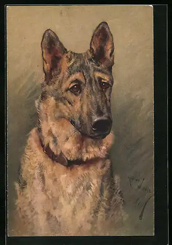 Künstler-AK Portrait eines Schäferhundes mit Halsband
