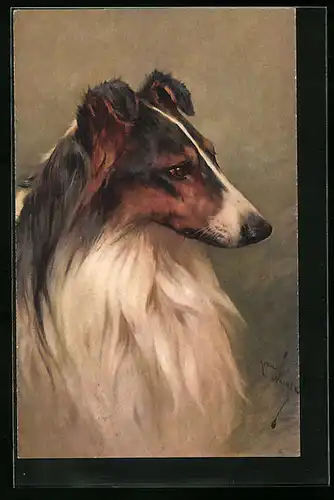 Künstler-AK Portrait eines Collies