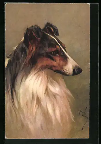 Künstler-AK Portrait eines Collies