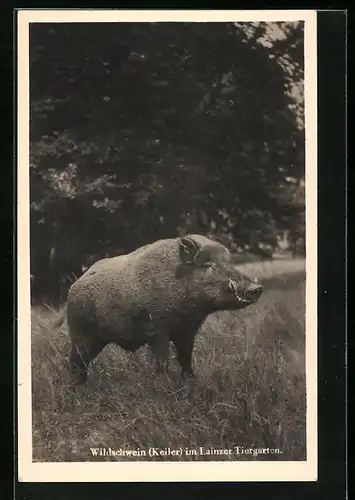 AK Wildschwein (Keiler) im Lainzer Tiergarten