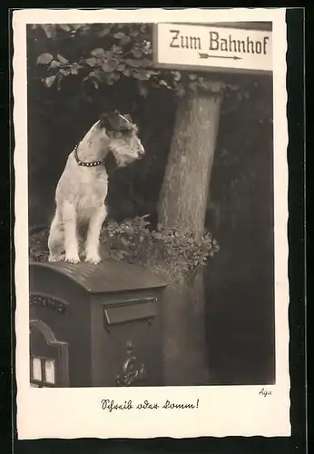 AK Hübscher Terrier sitzt auf einem Briefkasten