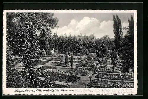 AK Sangerhausen-Rosenstadt, im Rosarium