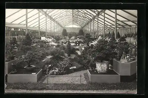 AK Saint-Cloud, Ausstellung von Pflanzen im Gewächshaus
