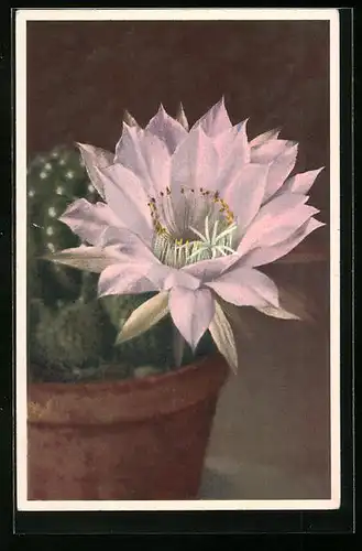 AK Kaktus mit schöner Blüte in lila
