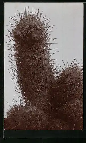 AK Kaktus mit starken und dichten Stacheln