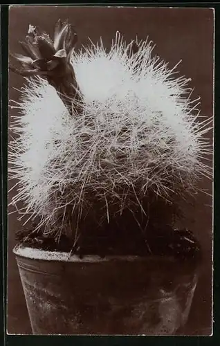 AK Mammillaria Senilis, Kaktus mit Blüte