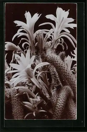 AK Schlangenkaktus in voller Blüte